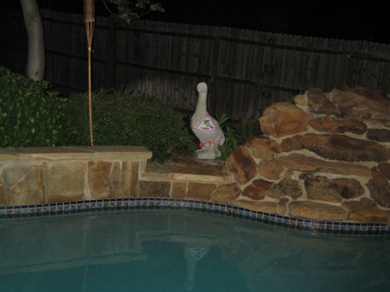 On the next Goose Adventure: Mrs. Goose goes for a (skinny?) dip